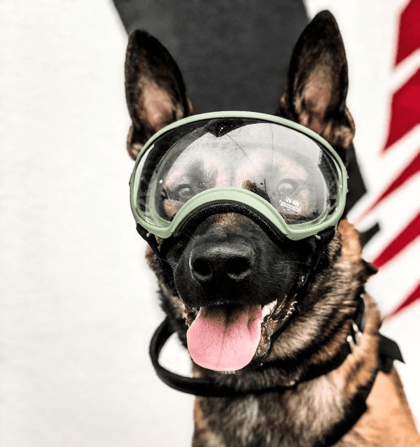 service dog american flag