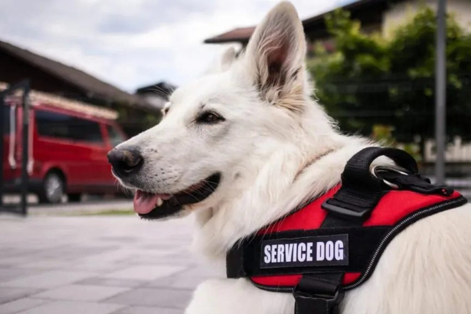 Service Dog Training
