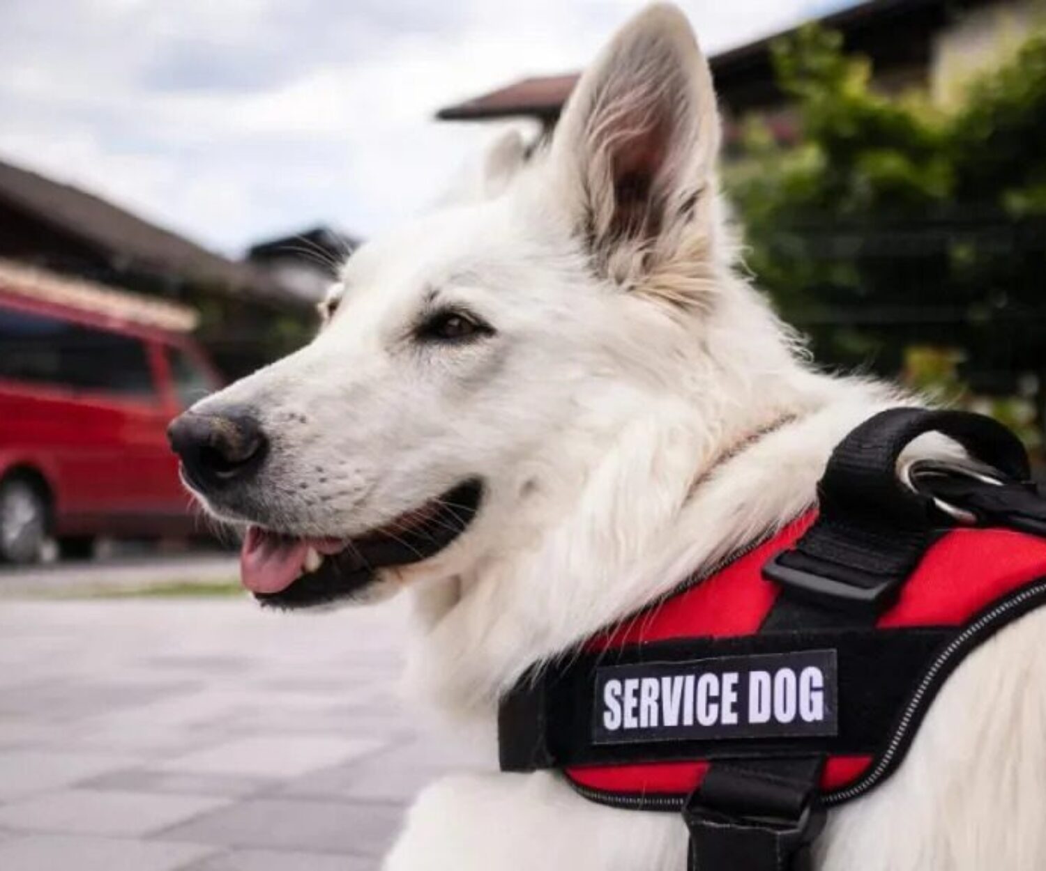 Service Dog Training
