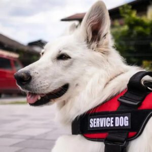 Service Dog Training